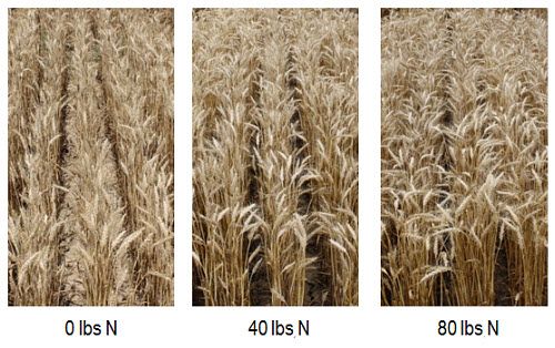 Wheat fields with Pioneer® variety 25R77 at 1, 40 and 80 lbs N/acre.
