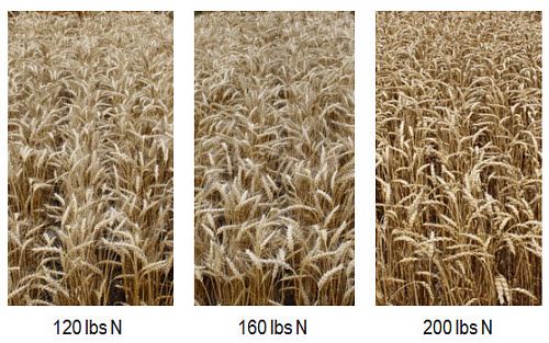 Wheat fields with Pioneer® variety 25R77 at 120, 160 and 200 lbs N/acre.