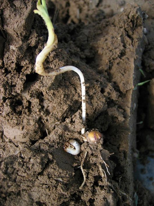 Photo showing white grub next to damaged corn seedling.