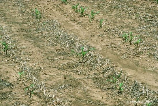 Photo - corn field damage from white grub - most species of Phyllophaga are found east of the Rocky Mountains.