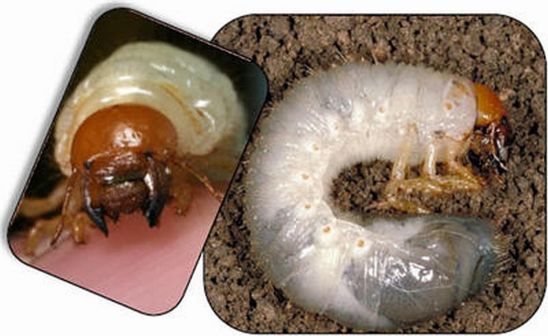 True White Grub larvae.