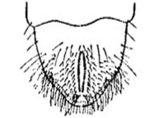 True white grub or May/June beetle (3-year grub)