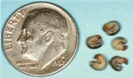 Green June Beetle grubs.