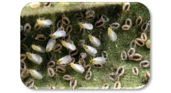 Whitefly colony
