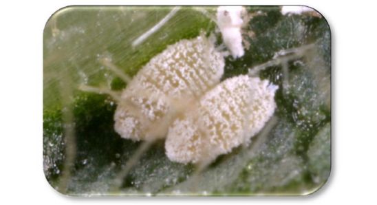 Whitefly nymphs