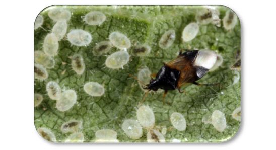 An insidious flower bug feeding on whitefly pupae.