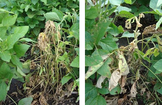 This is a photo showing soybean plants wilting among healthy plants due to Phytophthora.