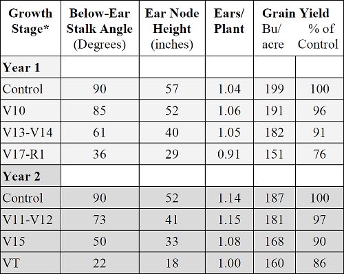 Simulated wind lodging influence on corn stalk development, ear number and grain yield.