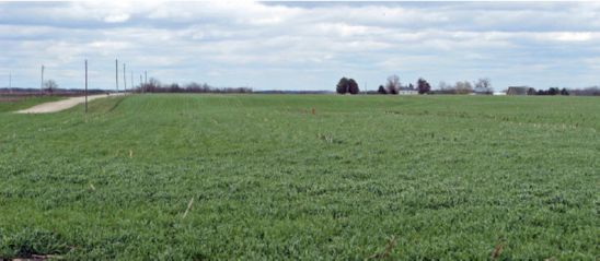 Cover crop capabilities and management requirements vary by species. The most commonly used cover crops include species of grasses, legumes and brassicas.