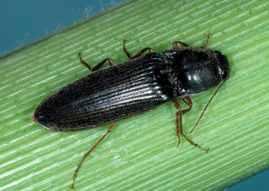 Adult wireworms, known as "click beetles," are yellow, brown, black, or gray and slender with a bullet-shaped abdomen.