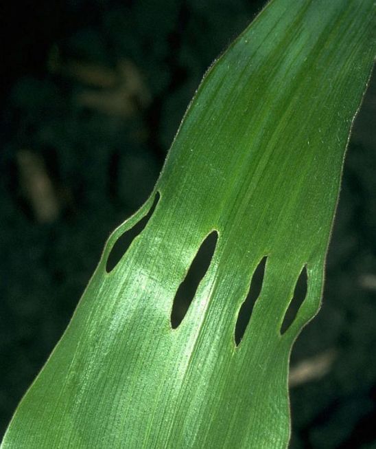 While feeding adult billbugs may make similar rows of holes in expanding corn leaves.