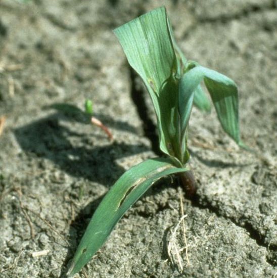 Cutworms feeding on corn plant growing points may cause stunting, holes in  leaves or tillering.