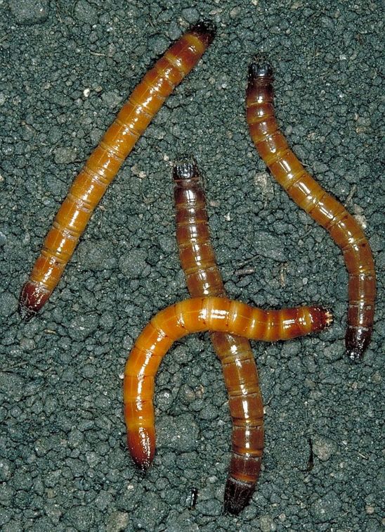 Wireworms are the larvae of many beetle species. They are destructive pests of crop plants worldwide, especially in temperate regions.