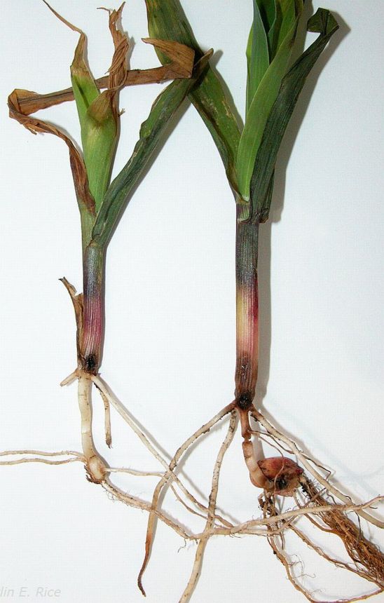 Corn plants damaged from wireworm feeding.