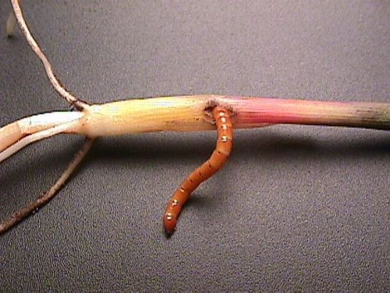 Wireworm larva damaging corn plant stalk.