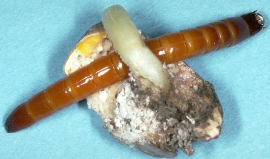 Wireworm larvae damaging corn plant seed.