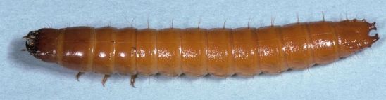 Wireworm larvae