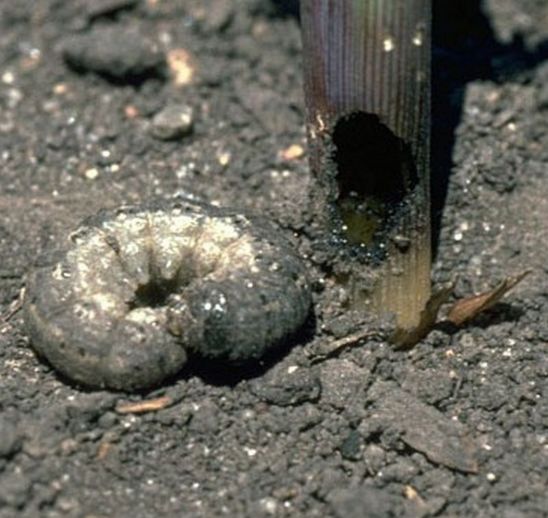 Cutworms feeding on corn plant growing points may cause stunting, holes in  leaves or tillering.