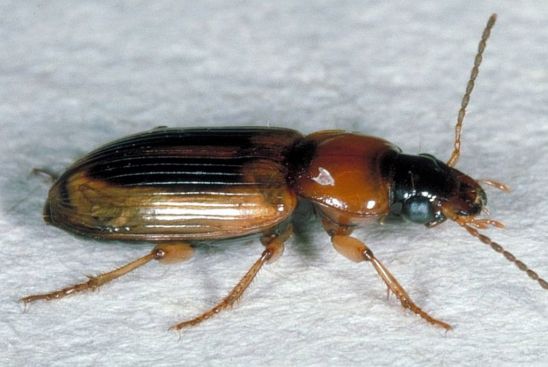 Seed corn beetle