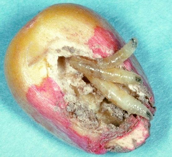 Seed corn maggots feed on germ, hollowing out the kernel; maggot (larva) or pupa may be present.