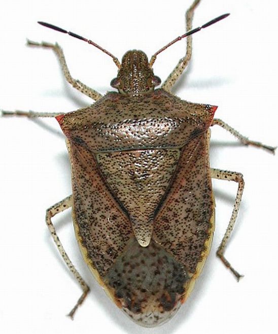 Adult stinkbug