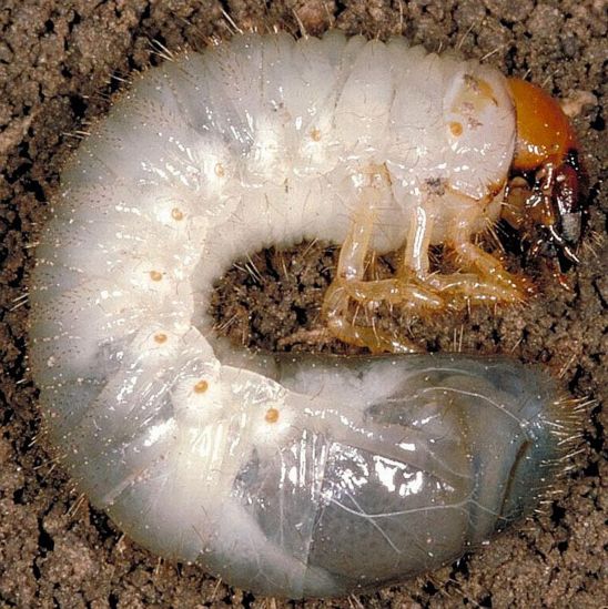 White grub root feeding causes uneven emergence and early growth.