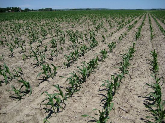 Corn field damaged by wireworm feeding.