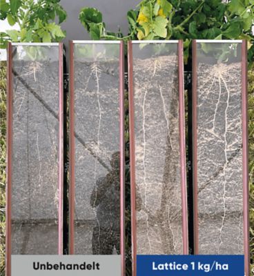 Lattice Wirkungsweise