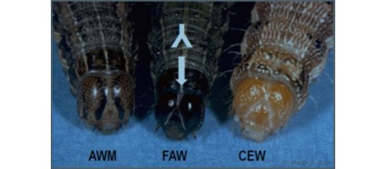 Velvetbean caterpillar adult and larva  