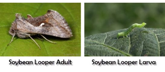 soybean looper caterpillar