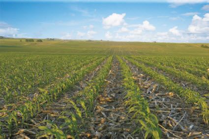 Continuous corn yielded 25 bu/acre less than corn rotated with soybean in a recent 6-year study in Illinois.