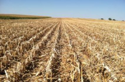 High Residue Corn Field
