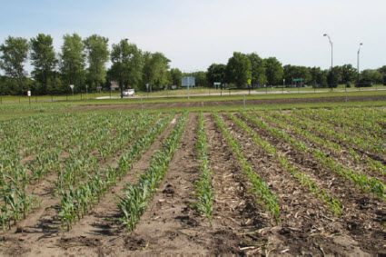 CC is often more sensitive than CS to environmental conditions that limit N availability, such as drought and leaching.