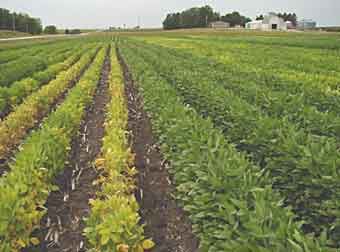 Soybean variety showing SCN resistance and iron deficiency chlorosis tolerance demonstrates the value of variety selection.