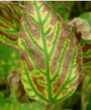 Sudden Death Syndrome - Soybeans