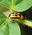 Soybean Leaf Beetle