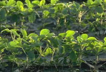 Planting very late shortens the soybean's vegetative growth period, resulting in smaller plants and later canopy closure.