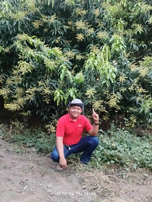 farmer pointing to then mango tree