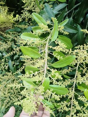 mango butil macro shot