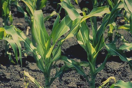 Zinc-deficient corn plants show general chlorosis of new growth as well as longitudinal bands on some leaves.