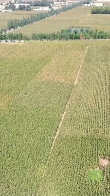 科技小院一期-丰收成果