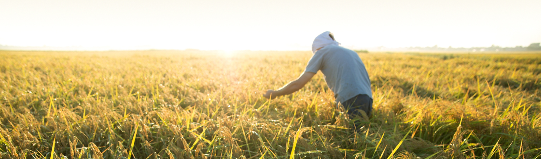 ルミスパンスFSヘッダー