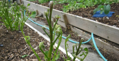 Potato affected by aminopyralid residues