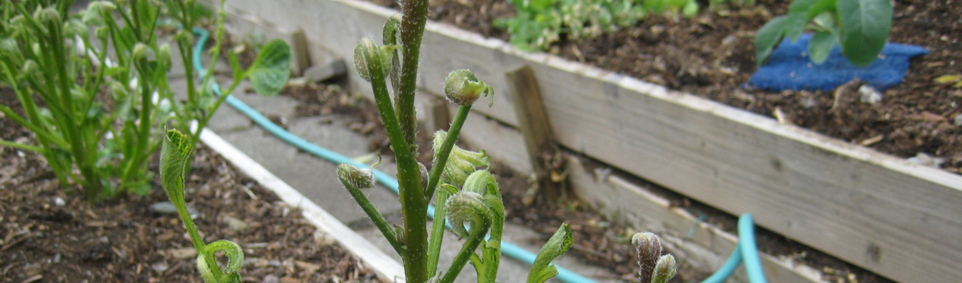 Potato affected by aminopyralid residues