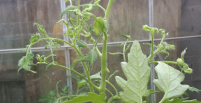Tomato affected by aminopyralid residues