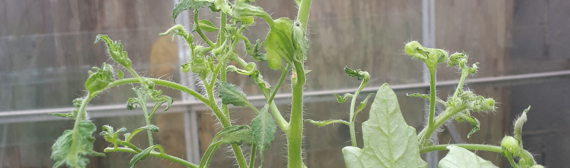 Tomato affected by aminopyralid residues
