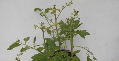 Tomato affected by aminopyralid residues