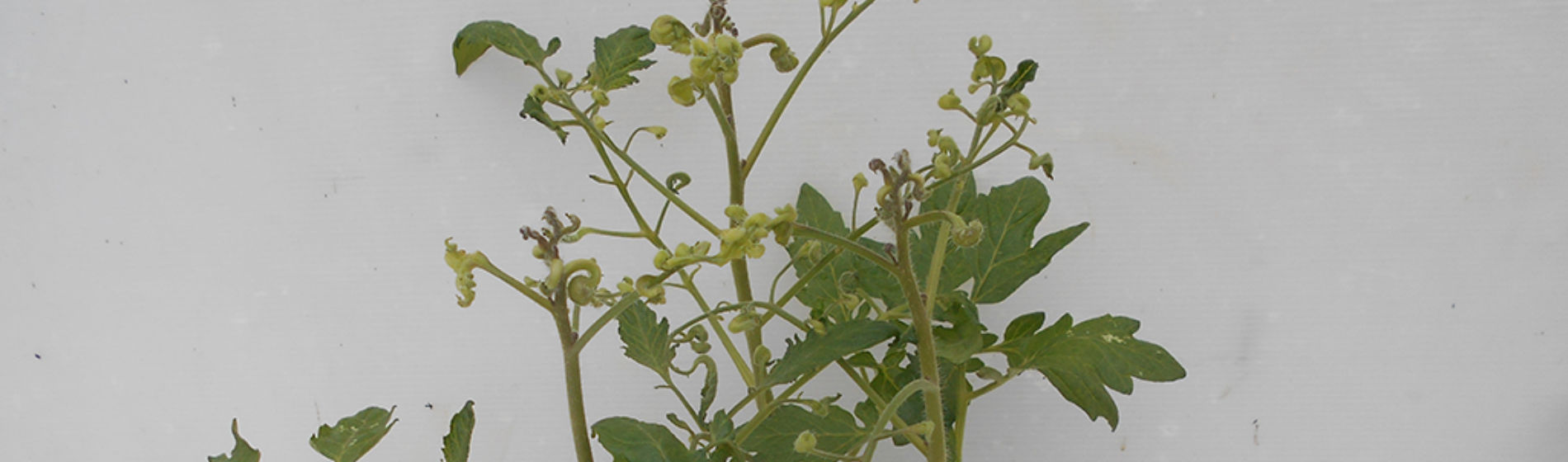 Tomato affected by aminopyralid residues