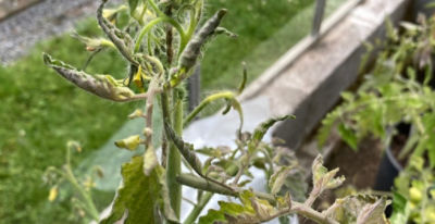 Tomato leaf rolling caused by temperature/water stress