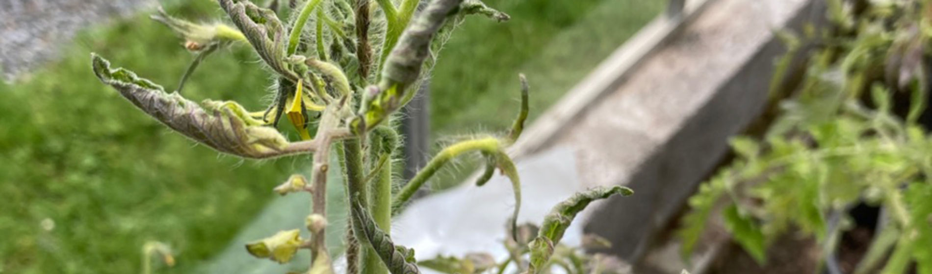 Tomato leaf rolling caused by temperature/water stress